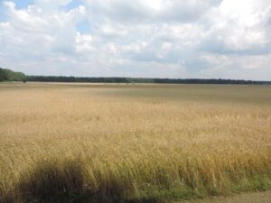 Getreideernte in Brandenburg steigt auf knapp 2,5 Millionen Tonnen
