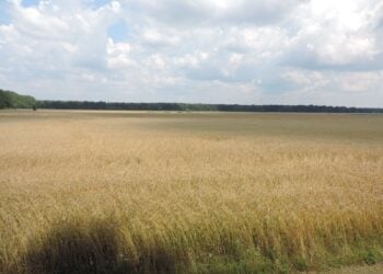 Getreideernte: reifes Getreidefeld unter bewölktem Himmel in Brandenburg