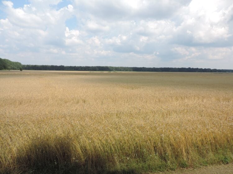 Getreideernte: reifes Getreidefeld unter bewölktem Himmel in Brandenburg