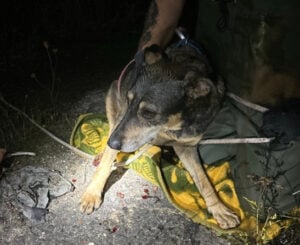 Hund in Not: Feuerwehr rettet Vierbeiner in Weißwasser