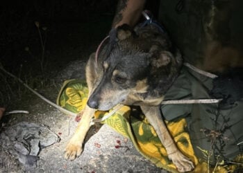 Geretteter Hund(© Polizei Sachsen)