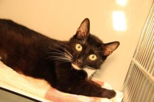 Lausitzer Tiere: Katzenmama Gracie sucht ruhiges Zuhause in der Lausitz