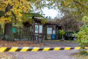 Angriff im Wildpark Johannismühle: Wolf verletzt Achtjährige schwer