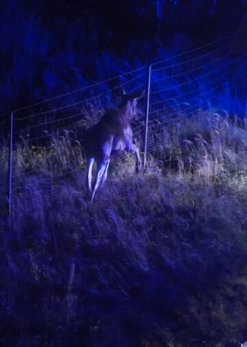 Elch am Wildschutzzaun der A13