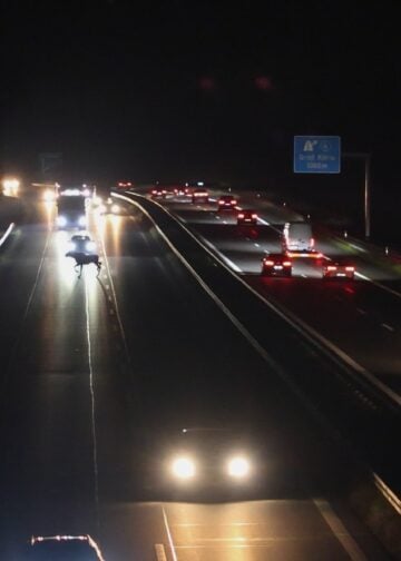 Elch auf der Fahrbahn der A13 bei Groß Köris