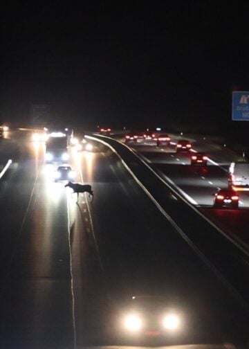 Elch läuft über die A13 zwischen Groß Köris und Teupitz