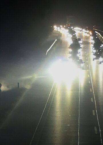 Elch neben der Fahrbahn der A13 im Scheinwerferlicht