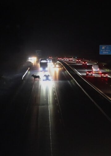 Elch überquert die A13 bei Groß Köris