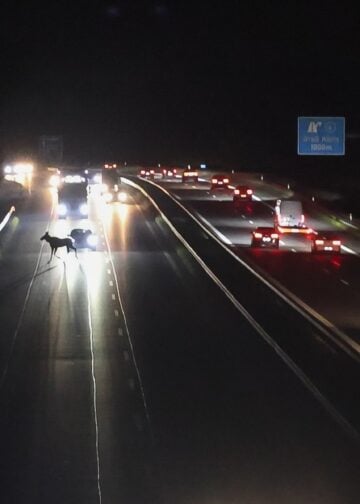 Elch zwischen Autos auf der A13 Richtung Dresden