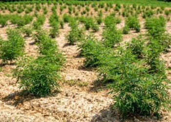 Blühende Hanfpflanzen auf einem Feld unter blauem Himmel