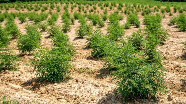 Blühende Hanfpflanzen auf einem Feld unter blauem Himmel