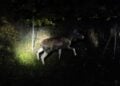 Elch im Scheinwerferlicht am Wildschutzzaun der A13 bei Groß Köris