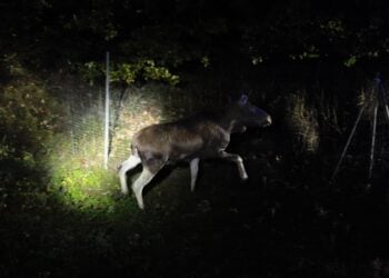 Elch im Scheinwerferlicht am Wildschutzzaun der A13 bei Groß Köris