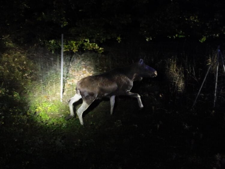 Elch im Scheinwerferlicht am Wildschutzzaun der A13 bei Groß Köris