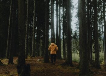 Person in gelber Jacke geht auf einem Waldweg durch einen herbstlichen Wald